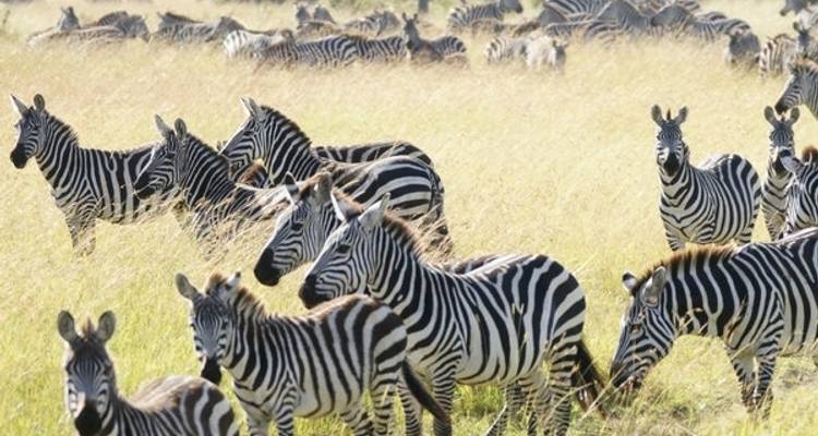 Safari migración clásica Kenia y Tanzania 2024 - Classic Journeys Africa Ltd 6