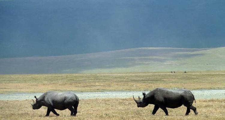 Safari migración clásica Kenia y Tanzania 2024 - Classic Journeys Africa Ltd 3