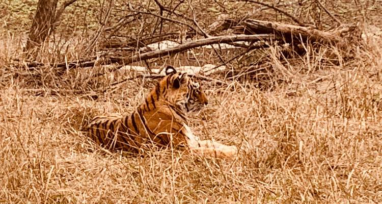 Tigre descansando en la hierba en el Parque Nacional de Ranthambore.