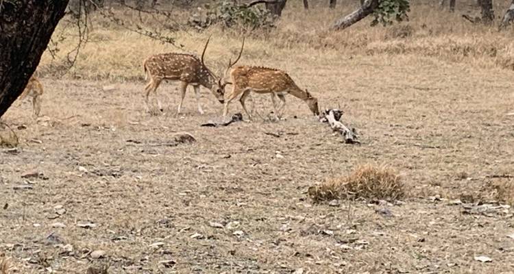 Dos ciervos pastando en un área herbosa seca con árboles al fondo.