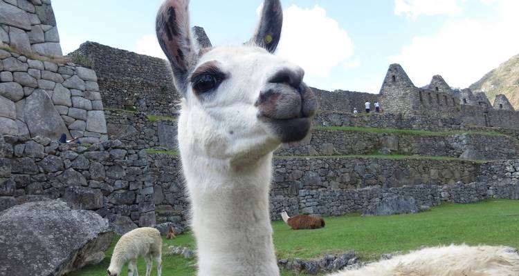 Caminata Salkantay de 5 días a Machu Picchu - Servicio para grupos - Inkayni Peru Tours 9