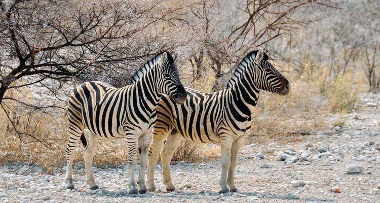 Safari de luxe de 11 jours au Rwanda - Ovacado Adventures 6