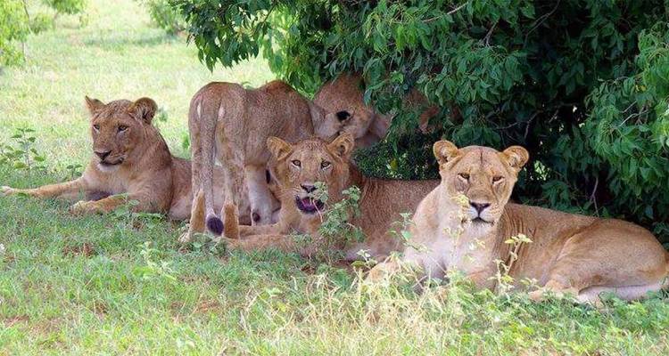 Safari de luxe de 11 jours au Rwanda - Ovacado Adventures 1