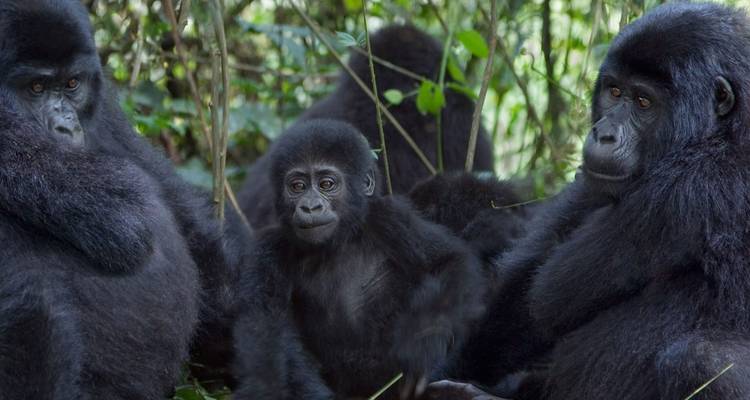 Safari de luxe de 11 jours au Rwanda - Ovacado Adventures 4