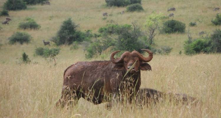 Safari de luxe de 11 jours au Rwanda - Ovacado Adventures 3