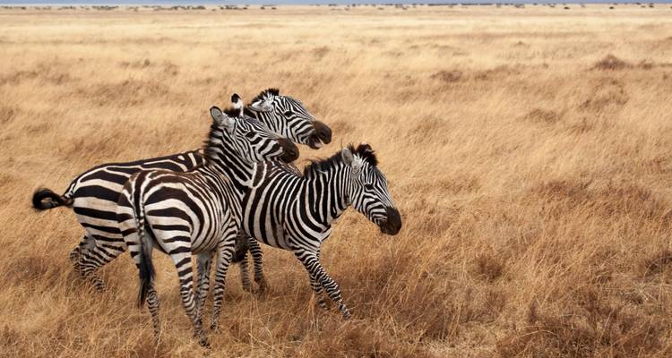 Safari de 13 días explora Uganda y Ruanda - Ovacado Adventures 1
