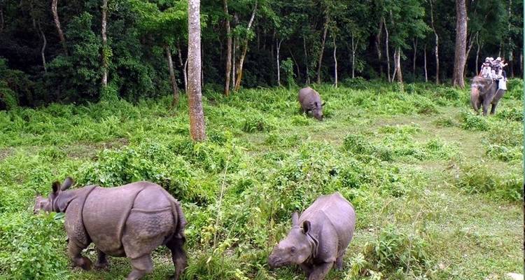 Group joining Chitwan Safari Tour - White Hill Adventure Treks and Expedition Pvt Ltd 8