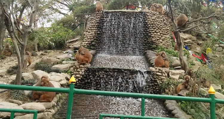 Monos sentados cerca de una cascada en un parque.