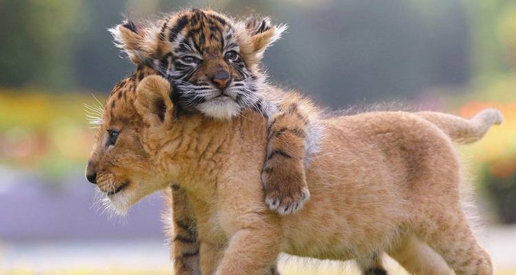 7 Day Delhi Agra Ranthambore Jaipur Udaipur Tour - Taj, Tigers, Wildlife, Lakes & More - Wonderful Holidays 3