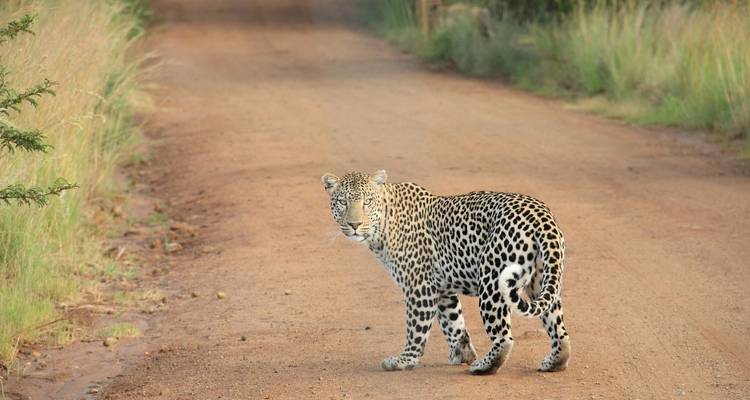 22 jours de safari Gorilles, chimpanzés, lions et culture - Ouganda - Ovacado Adventures 8