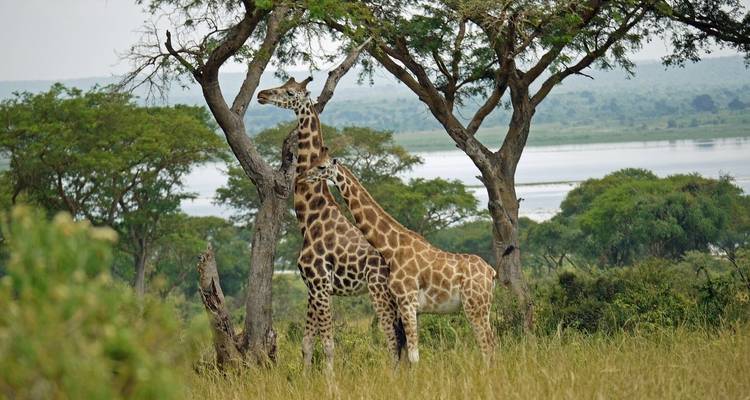 16-Day Uganda Highlights Adventure - Ovacado Adventures 3