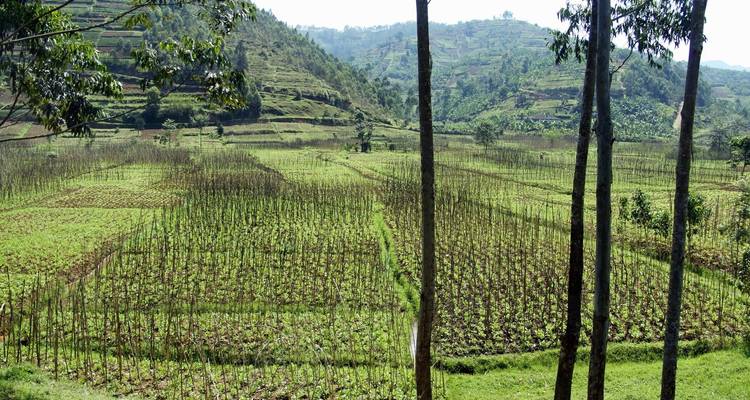 Viaje económico de 7 días y una semana por la espléndida Ruanda - Ovacado Adventures 8