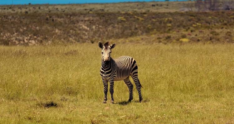 A zebra standing in a grassy field under a clear sky.