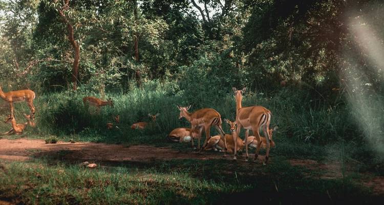 Antelopes resting and grazing in a verdant forest area.