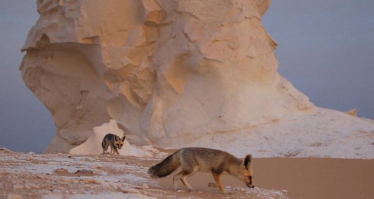 Desert foxes in the White Desert with rock formations.