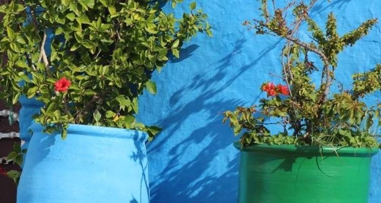 4 Days from Marrakech to Fes via Essaouira / Chefchaouen - Cultural Morocco Tours 8