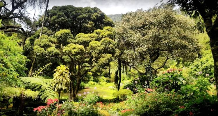 Lush garden with various plants and flowers.