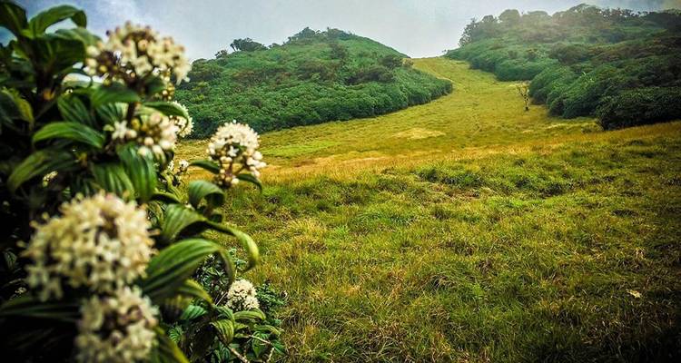 Pathway through green hills with flowers.