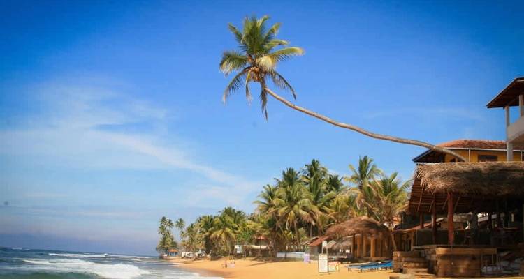 Palme, die sich über einen sandigen Strand mit Meereswellen neigt.