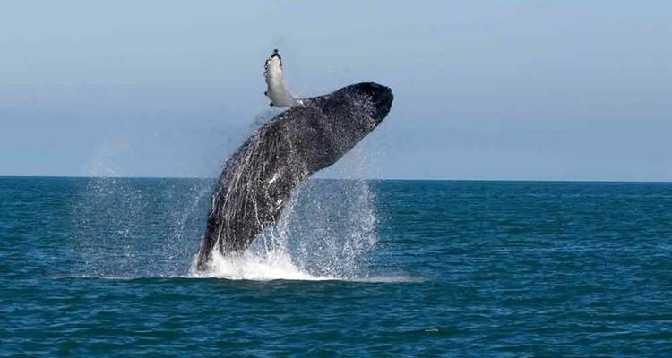 Buckelwal durchbricht Meerwasser.