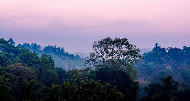 Foggy morning view of a lush forest landscape in Sri Lanka.