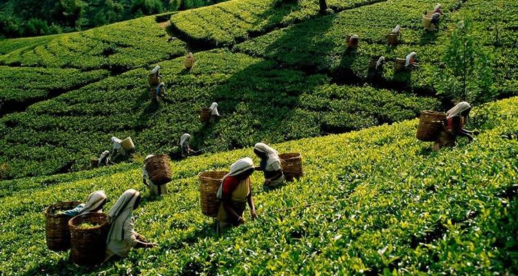Workers picking tea leaves on a lush hillside in Sri Lanka.