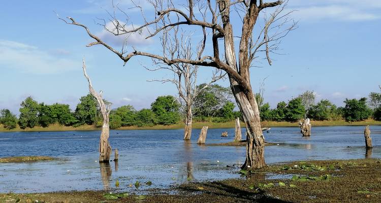Dead trees standing in a tranquil lake setting.