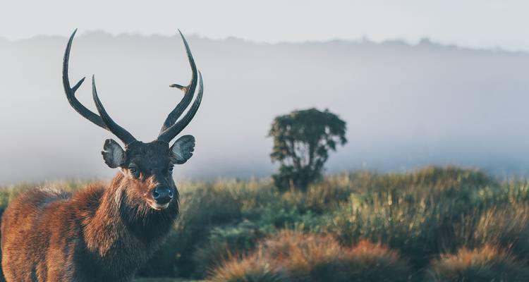 Sambar deer standing in misty grasslands.