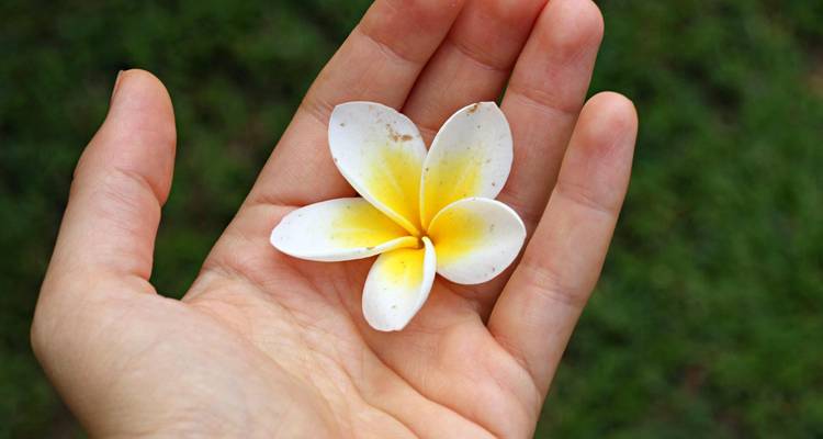 Hand holding a plumeria flower over a grassy background.