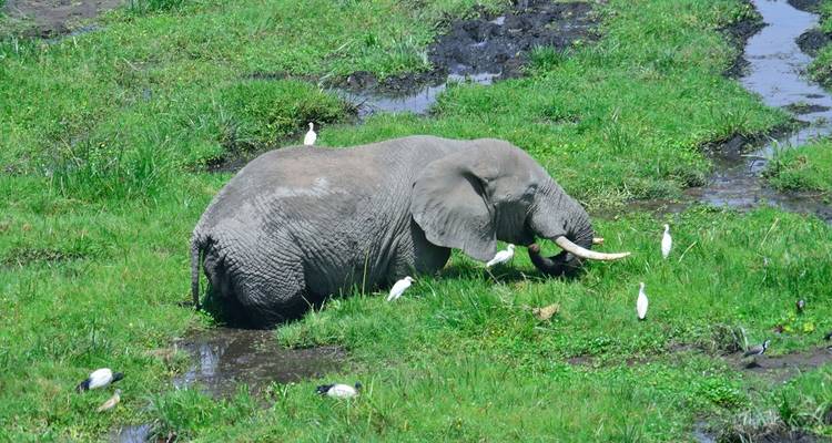 Classic Kenya and Tanzania Series - Classic Journeys Africa Ltd 6