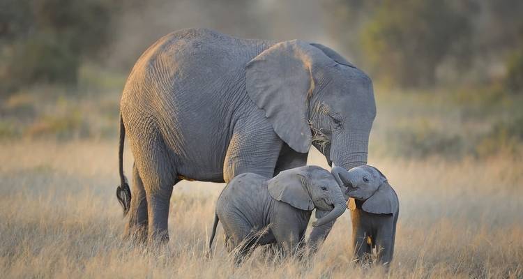 Classic Kenya and Tanzania Series - Classic Journeys Africa Ltd 9