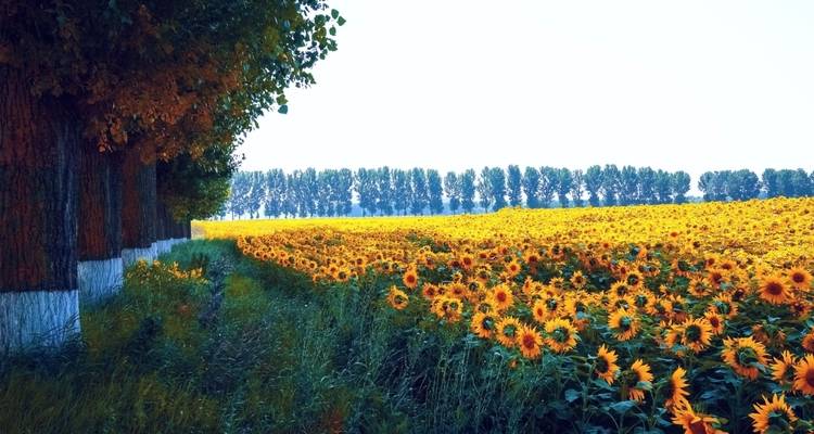 Voyage de 10 jours en Roumanie - Nicolas Experience Tours 6