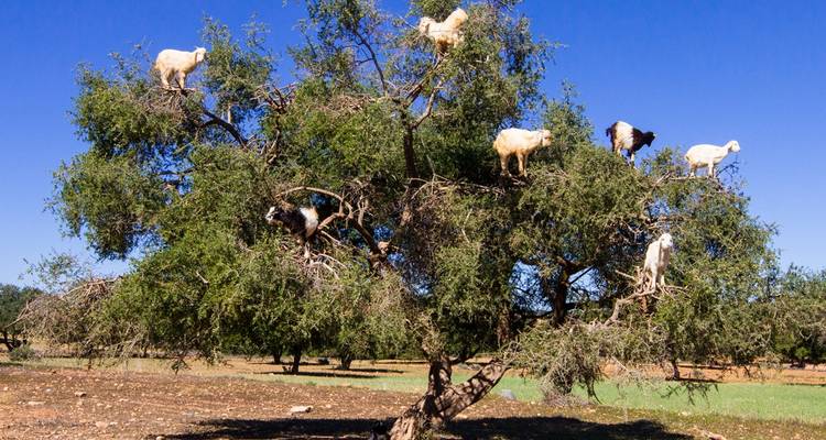 15-Day Morocco "Private" ​tour from Casablanca - Highlights of Morocco - Cultural Morocco Tours 8