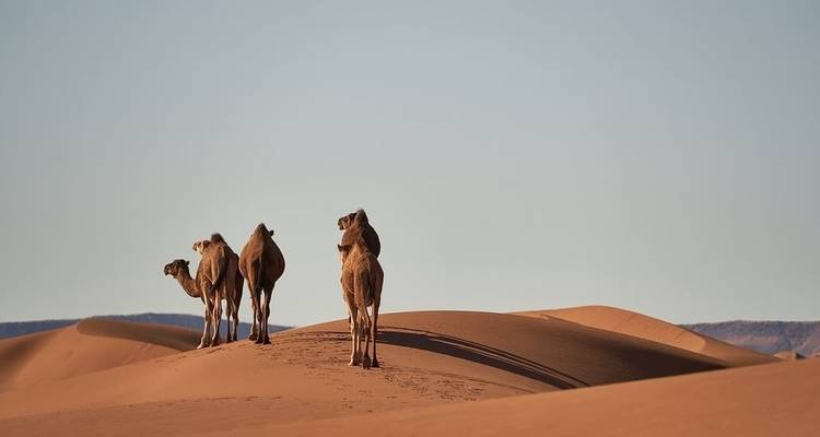 Trek à dos de chameau vers l'Erg Zahar - 7 jours - Desertbrise Travel 3