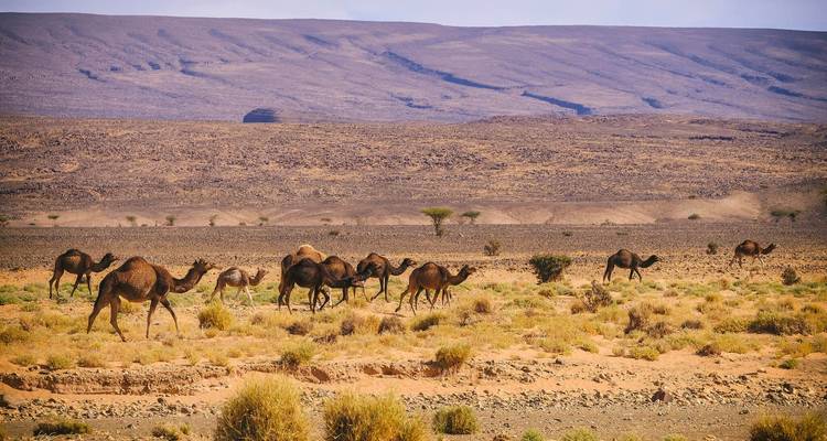Excursión en camello Marruecos 7 días a Erg Smar - Desertbrise Travel 8