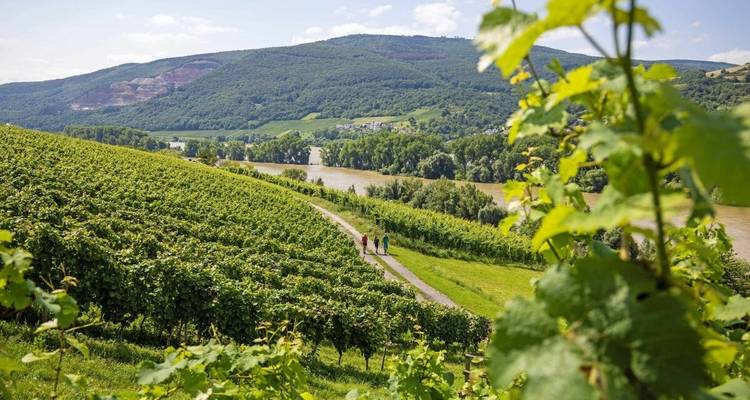 Senderismo por el Rin: Rüdesheim - Coblenza - Eurohike 3