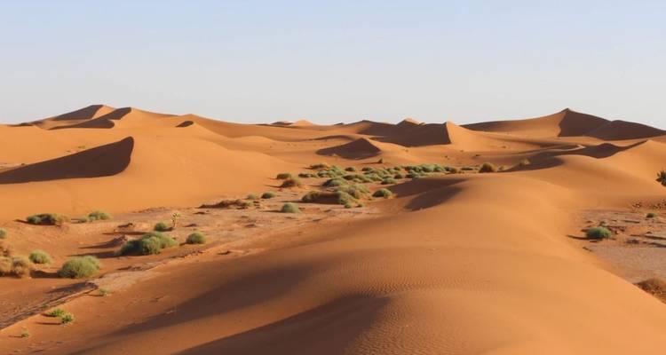 Weitläufige Wüstendünen mit spärlicher Vegetation.