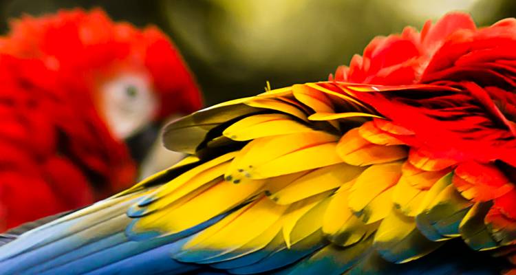 Vivid close-up of scarlet macaw feathers with another blurred macaw in the background