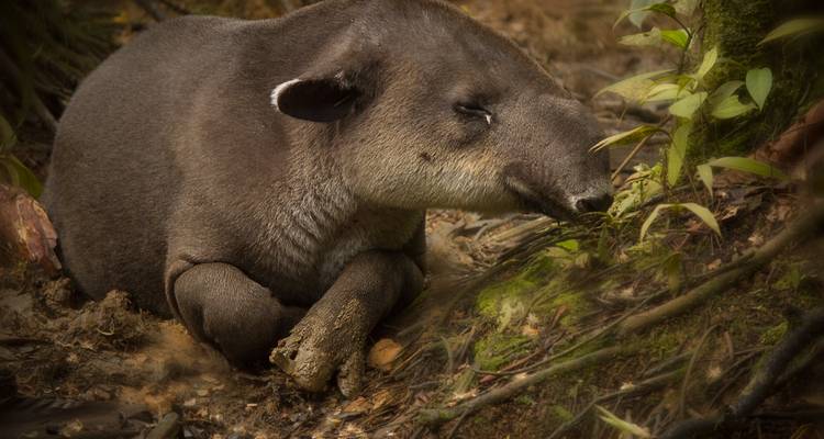 Baird’s tapir resting on forest floor surrounded by foliage and roots in low light