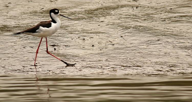 A black-necked stilt with long red legs strides across muddy shallows near the water’s edge.