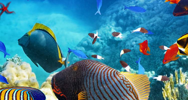 Poissons de récif colorés incluant des poissons-anges et des poissons-papillons nageant au-dessus des coraux dans une eau tropicale claire.