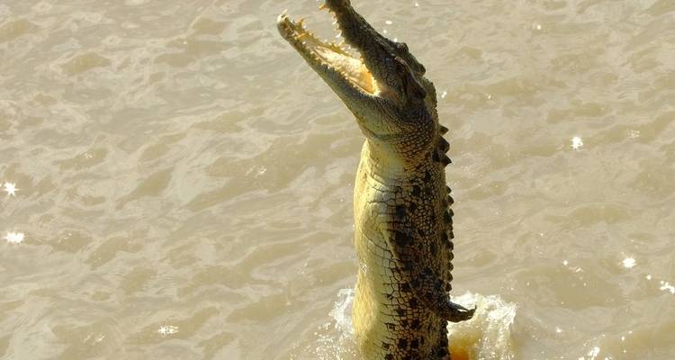 Saltwater crocodile jumping out of water.