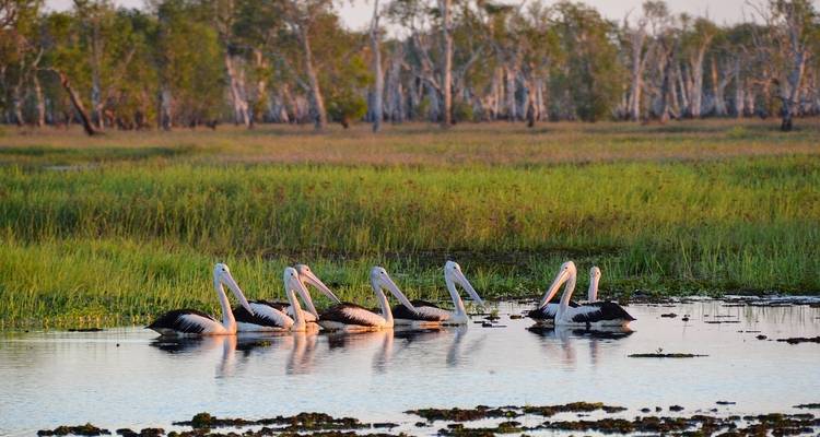 Group of pelicans swimming in water with forest background.