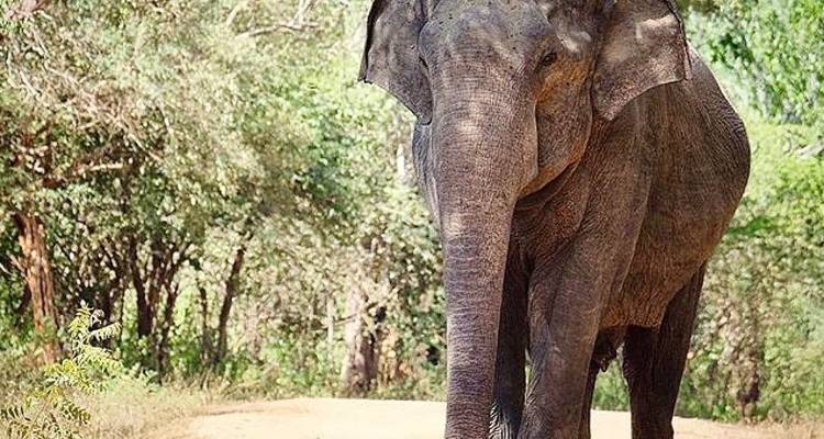 Circuit classique au Sri Lanka. 8 jours avec chauffeur privé, véhicule et hébergement H/B - Lanka Safe Tours 10