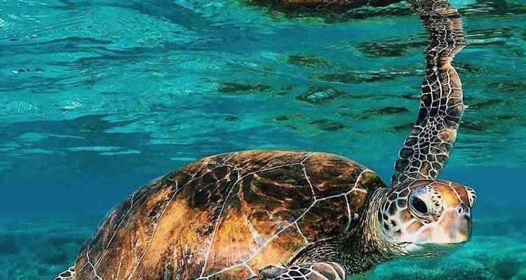 Sri Lanka classic tour. 8-Days  with private driver, vehicle and H/B accommodations - Lanka Safe Tours 9