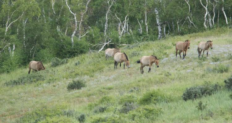 Parc national de Khustai 2D 1N - Trip De Nomadic 2