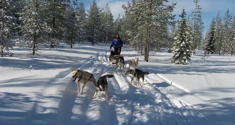 La Laponie et les Huskies - 5 jours - On The Go Tours 10