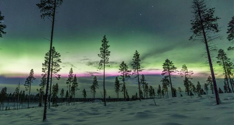 Aurora boreal sobre un paisaje de bosque nevado.
