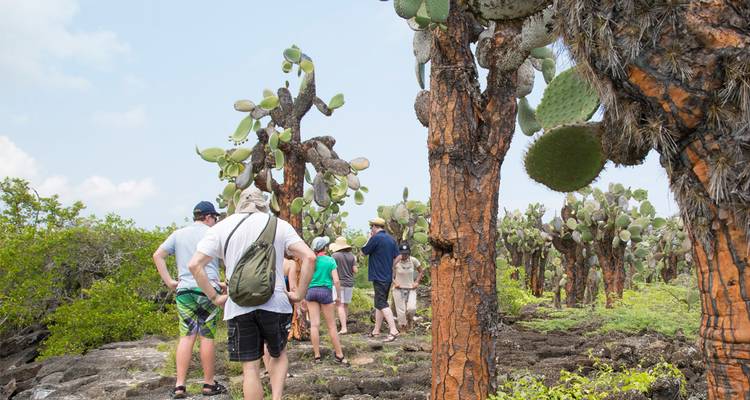 Besucher, die zwischen Kakteen mit orangefarbiger Rinde auf einem felsigen Wanderweg auf einer Galápagos-Insel stehen.