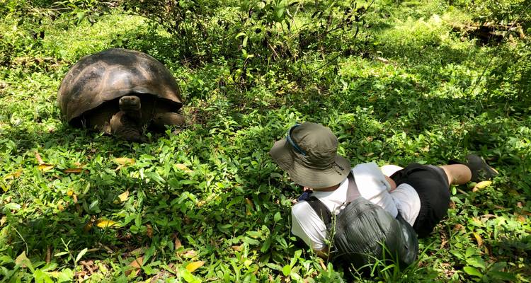 Reisender liegt auf dem Gras und beobachtet eine riesige Galapagos-Schildkröte im üppigen Grün.